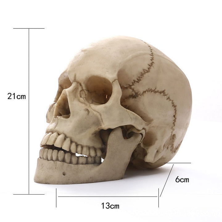 1:1 Ludzka Czaszka Statua do Dekoracji Wnętrz Figury Żywiczne Dekoracja Halloween Rzeźba Model do Nauki Medycznej