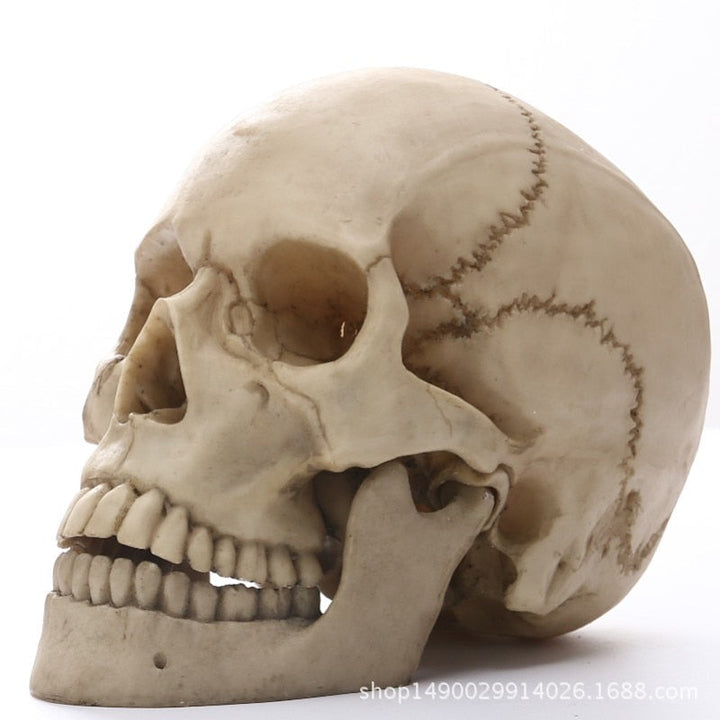 1:1 Ludzka Czaszka Statua do Dekoracji Wnętrz Figury Żywiczne Dekoracja Halloween Rzeźba Model do Nauki Medycznej