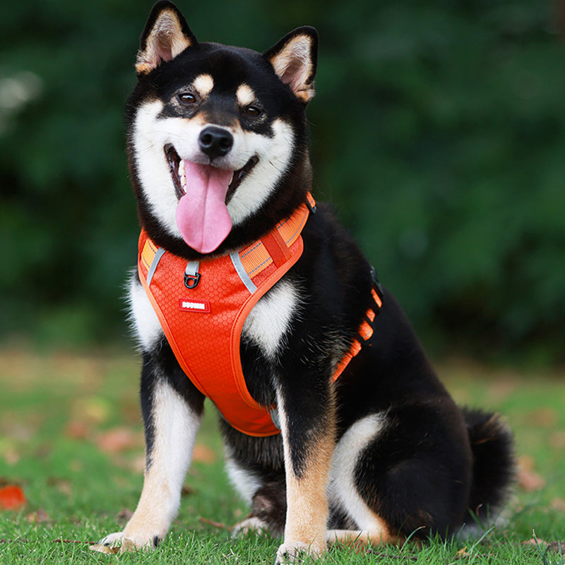 Odblaskowa Szelka dla Psów |