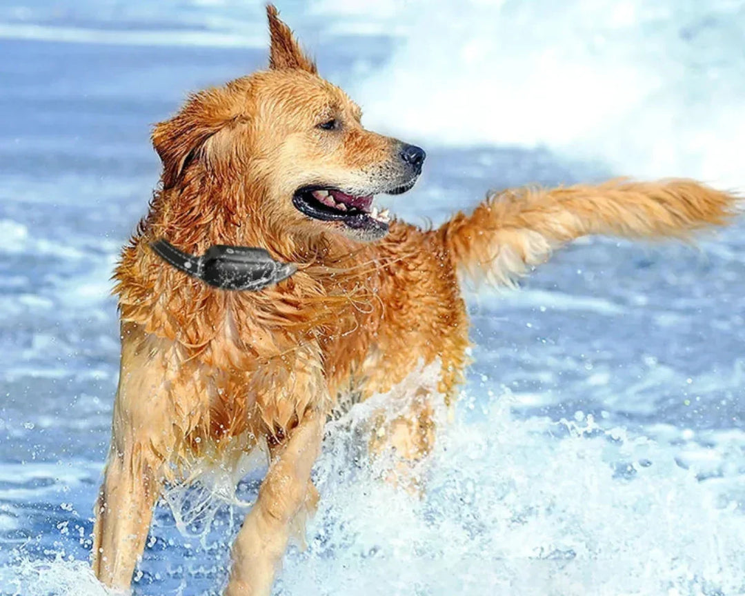 Dog Coach Pro – Elektroniczny obroża treningowa dla psów – Wodoodporna obroża z pilotem