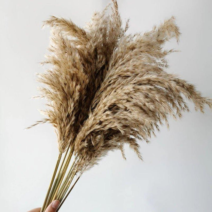 60 cm naturalny, prawdziwy, brązowo-beżowy bukiet suszonej trawy pampasowej │ puszyste pióra do nowoczesnej boho dekoracji wnętrz