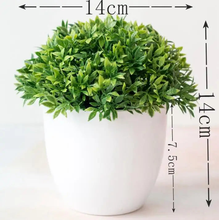 Małe doniczki z roślinami bonsai