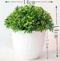 Małe doniczki z roślinami bonsai