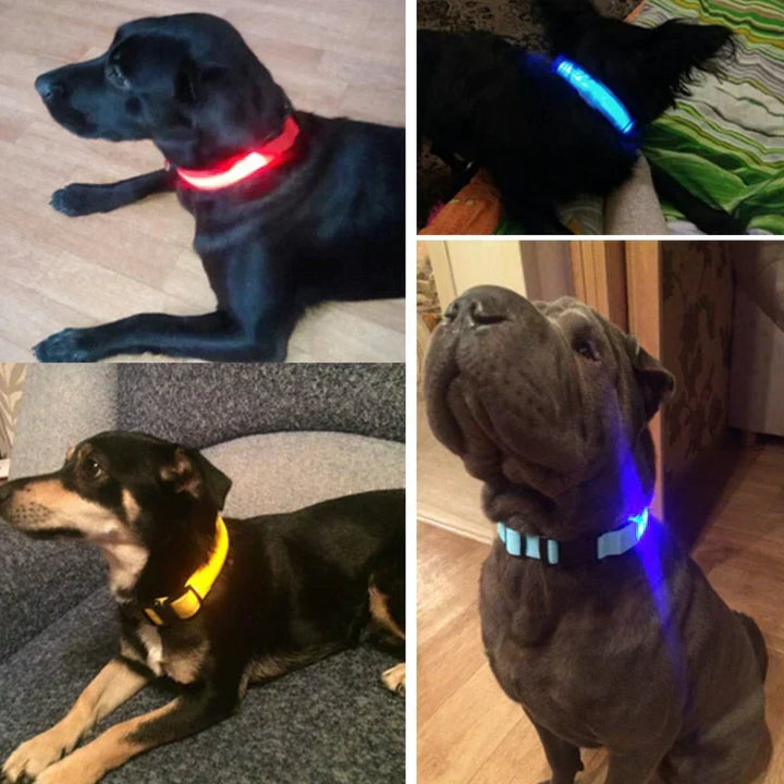 Obroża LED GlowPets – Bezpieczeństwo i Widoczność dla Zwierząt
