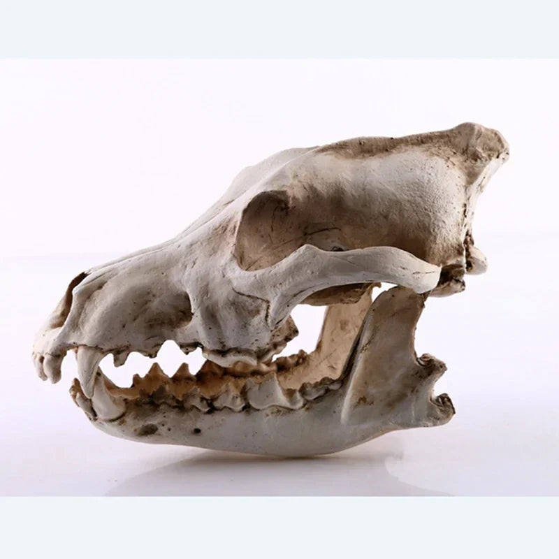 Model rzeźby czaszki wilka