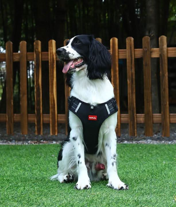 harness dla psa zapobiegający ciągnięciu na spacerach bez bólu
