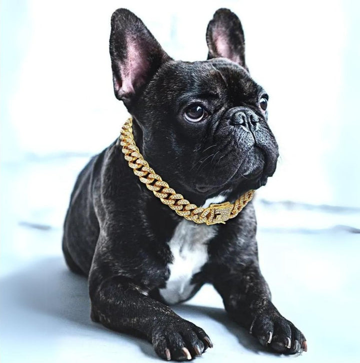 BlingPaws • Złoty łańcuszek dla psa