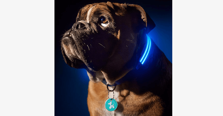 Kola LED dla psów – Miej oko na swojego pupila!
