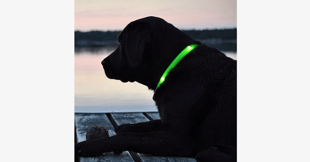 Kola LED dla psów – Miej oko na swojego pupila!