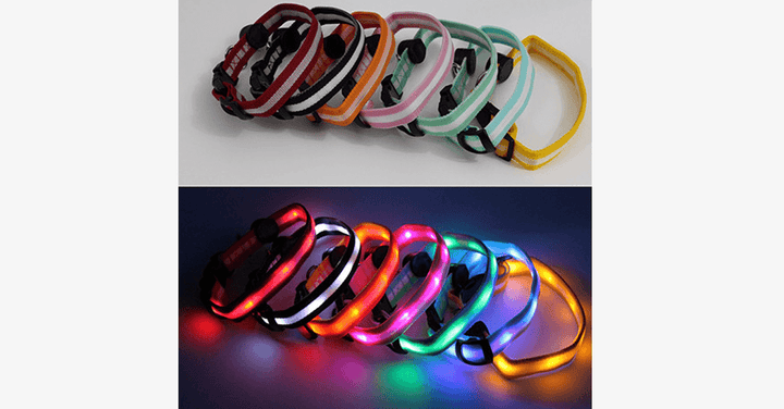 Kola LED dla psów – Miej oko na swojego pupila!