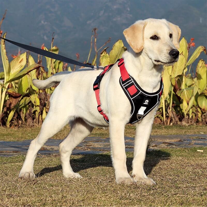 PawsControl - Ostateczna Szelki dla Psów Bez Ciągnięcia