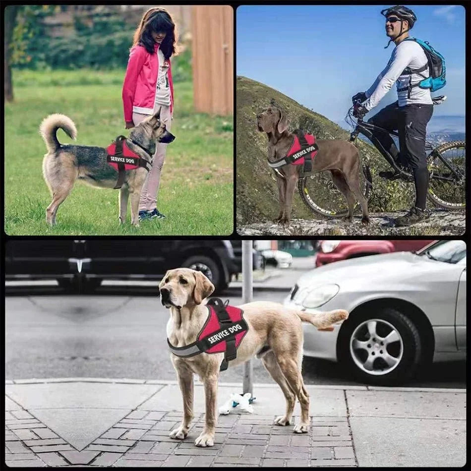 PawsFit •  Szelki dla psa bez ciągnięcia